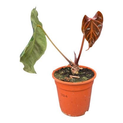 Live Sale Plant 336 DocBlock Anthurium Black Widow® '13' X Black Widow '43' XL