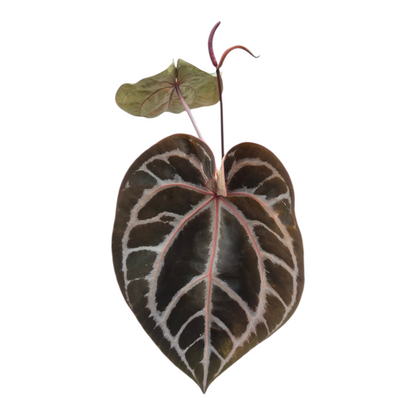 Live Sale Plant 236 DocBlock Anthurium Michelle® '1' X Zara® '3'