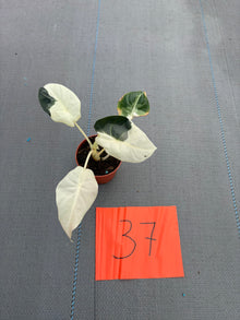 Live-Verkaufspflanze 37