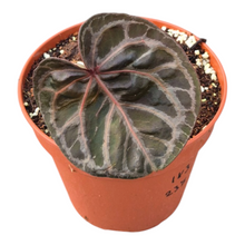 Live Sale Plant 237 DocBlock Anthurium Michelle® '1' X  Zara® '3'