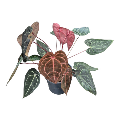 Live Sale Plant 337 DocBlock Anthurium Zara® '29' X Red Velvet Cake® '24' XL