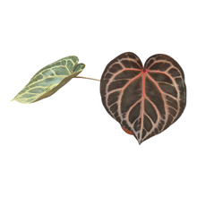 Live Sale Plant 238 DocBlock Anthurium Home, Sweet Home® '32' X Crystal Red® '12'