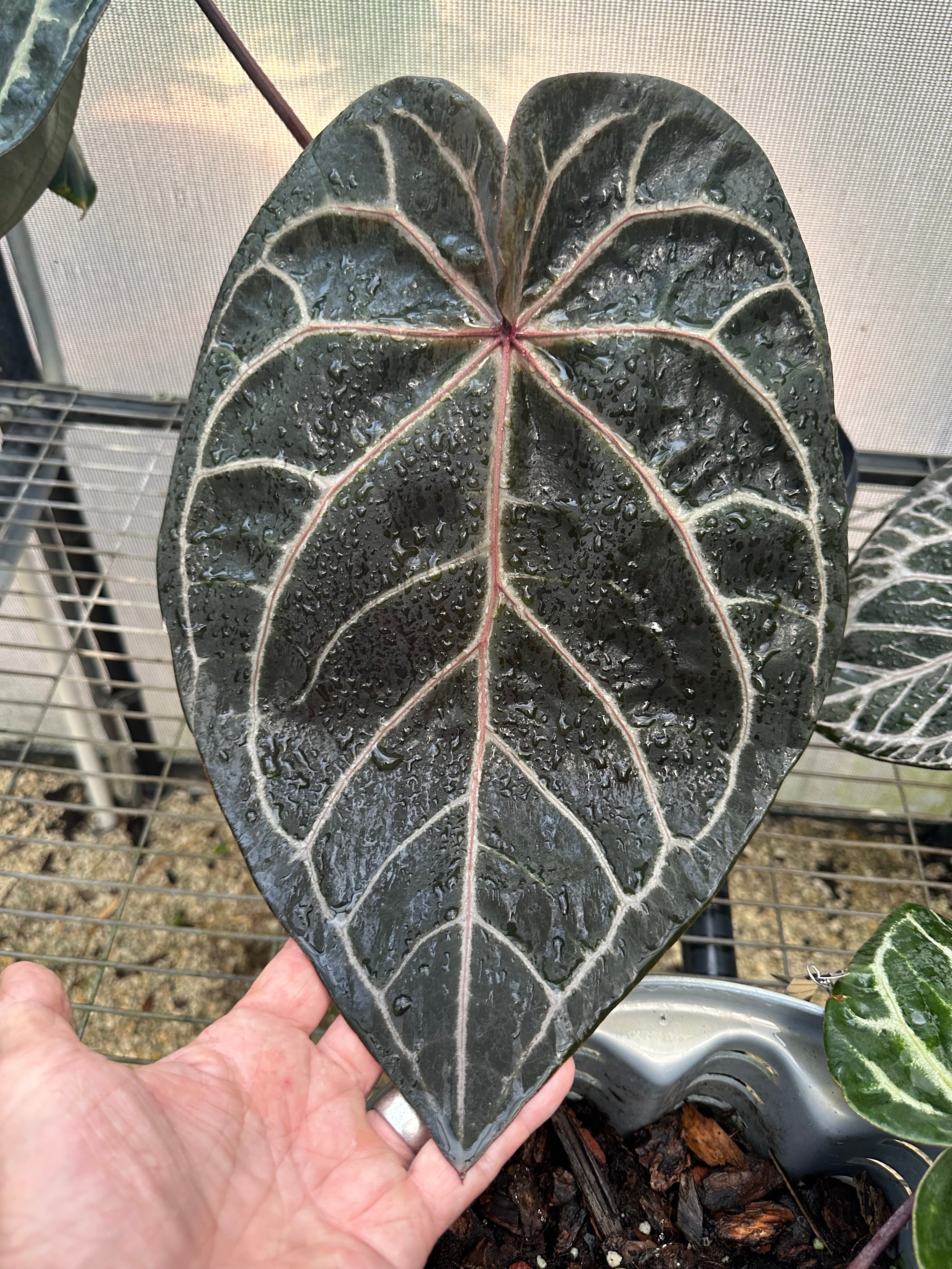 DocBlock Anthurium Michelle Long® '22' X Brown Derby® '39' – Casa