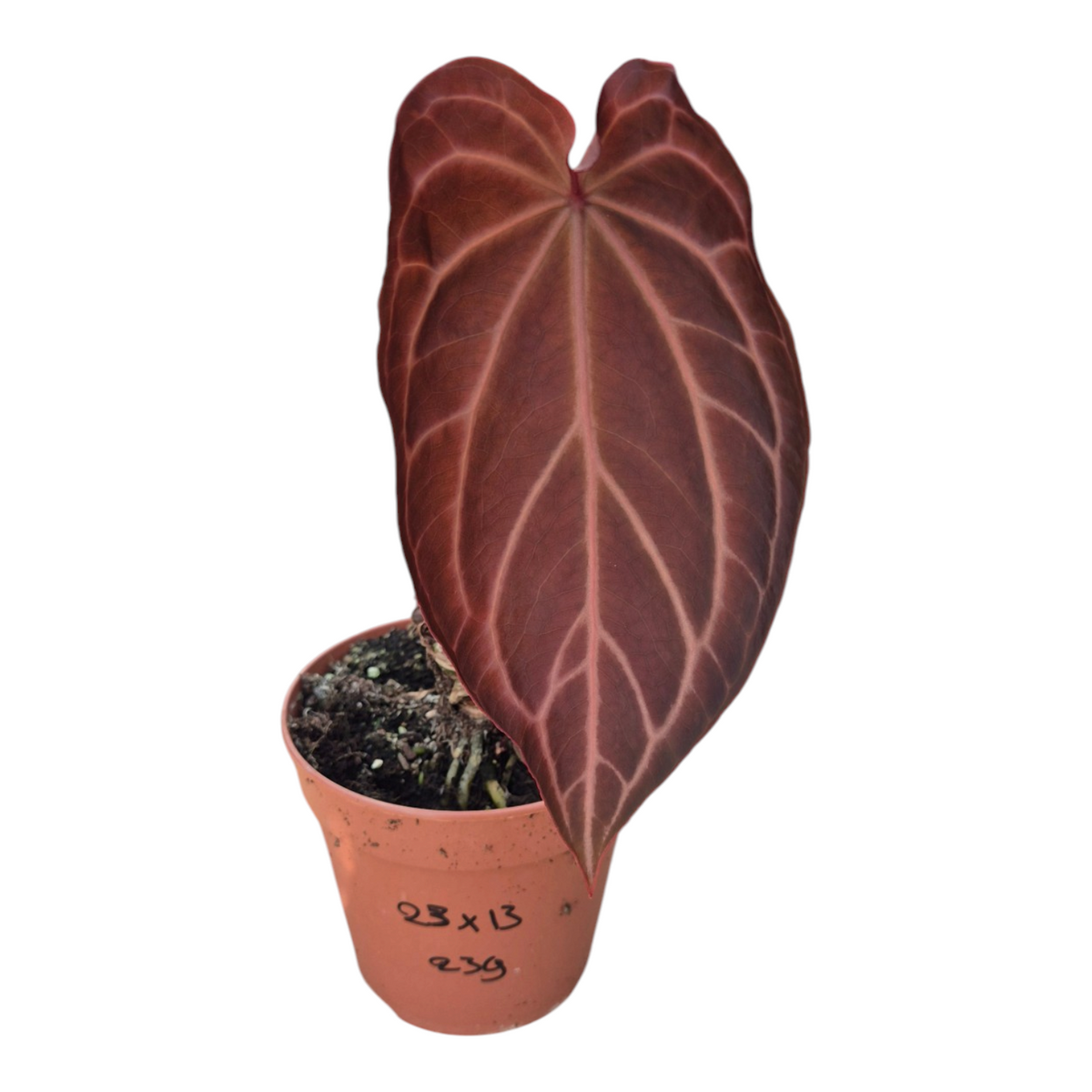 Live Sale Plant 239 DocBlock Anthurium Michelle® Hot Pink '23 'X Black Widow® '13'