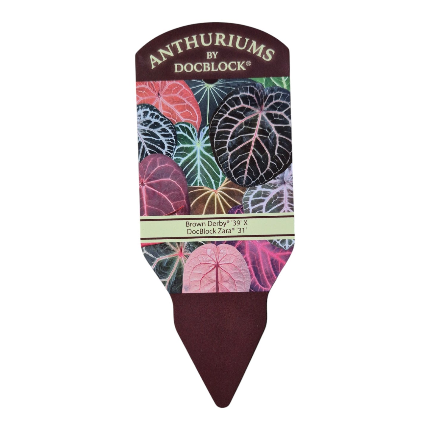 DocBlock Anthurium Brown Derby® '39' X Zara® '31'