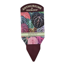 Selected DocBlock Anthurium Brown Derby® '39' X Zara® '31' *1