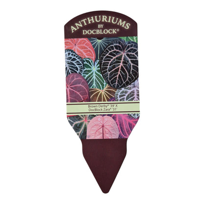 Selected DocBlock Anthurium Brown Derby® '39' X Zara® '31' *1