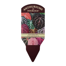 DocBlock Anthurium Brown Derby® '39' X Home, Sweet Home® '32' *1