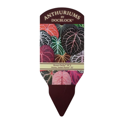 DocBlock Anthurium Brown Derby® '39' X Home, Sweet Home® '32' *5