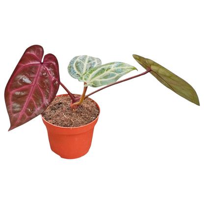 DocBlock Anthurium Brown Derby® '39' X Home, Sweet Home® '32'