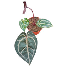 DocBlock Anthurium Brown Derby® '39' X Home, Sweet Home® '32'