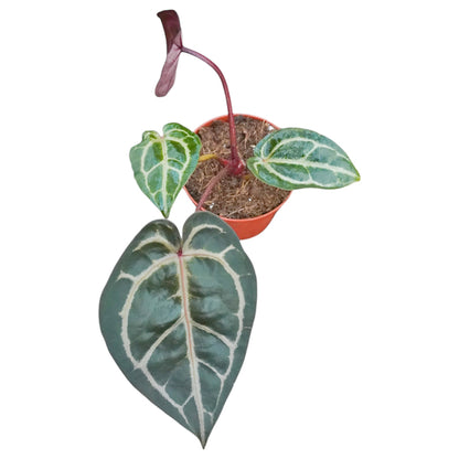 DocBlock Anthurium Brown Derby® '39' X Home, Sweet Home® '32'