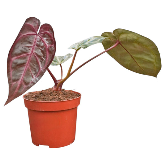 DocBlock Anthurium Brown Derby® '39' X Home, Sweet Home® '32'