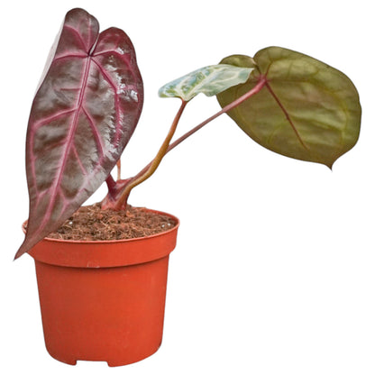 DocBlock Anthurium Brown Derby® '39' X Home, Sweet Home® '32'