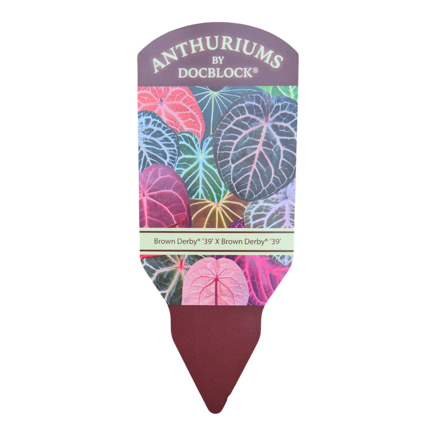 DocBlock Anthurium Brown Derby® '39' × Brown Derby® '39'