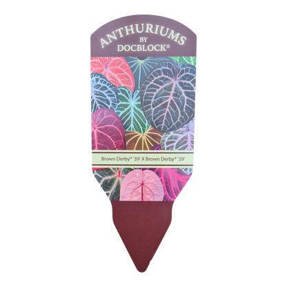DocBlock Anthurium Brown Derby® '39' X Brown Derby® '39'