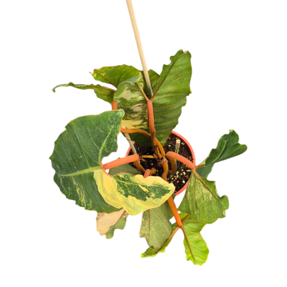 Philodendron Billietiae Variegata