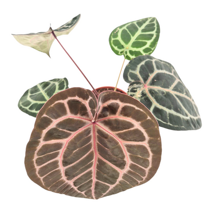 DocBlock Anthurium Zara® '27' X Michelle® '1'