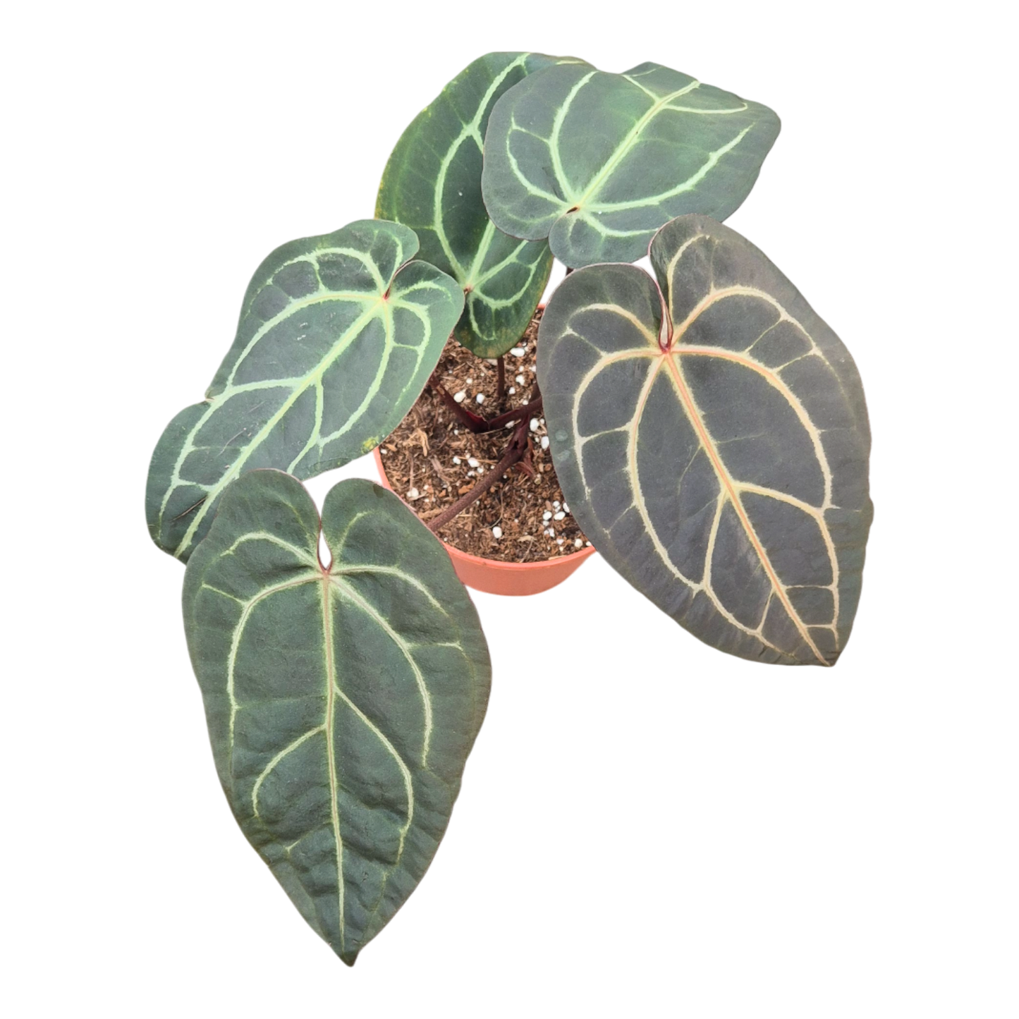 DocBlock Anthurium Dark & Handsome® '9' X Zara® '14'