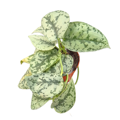 Scindapsus Silver Lady