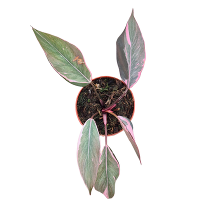 Philodendron Pink Princess Mutation