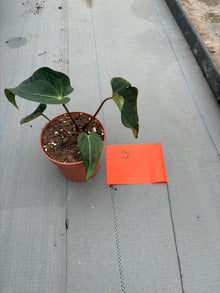 Live-Verkaufspflanze 3