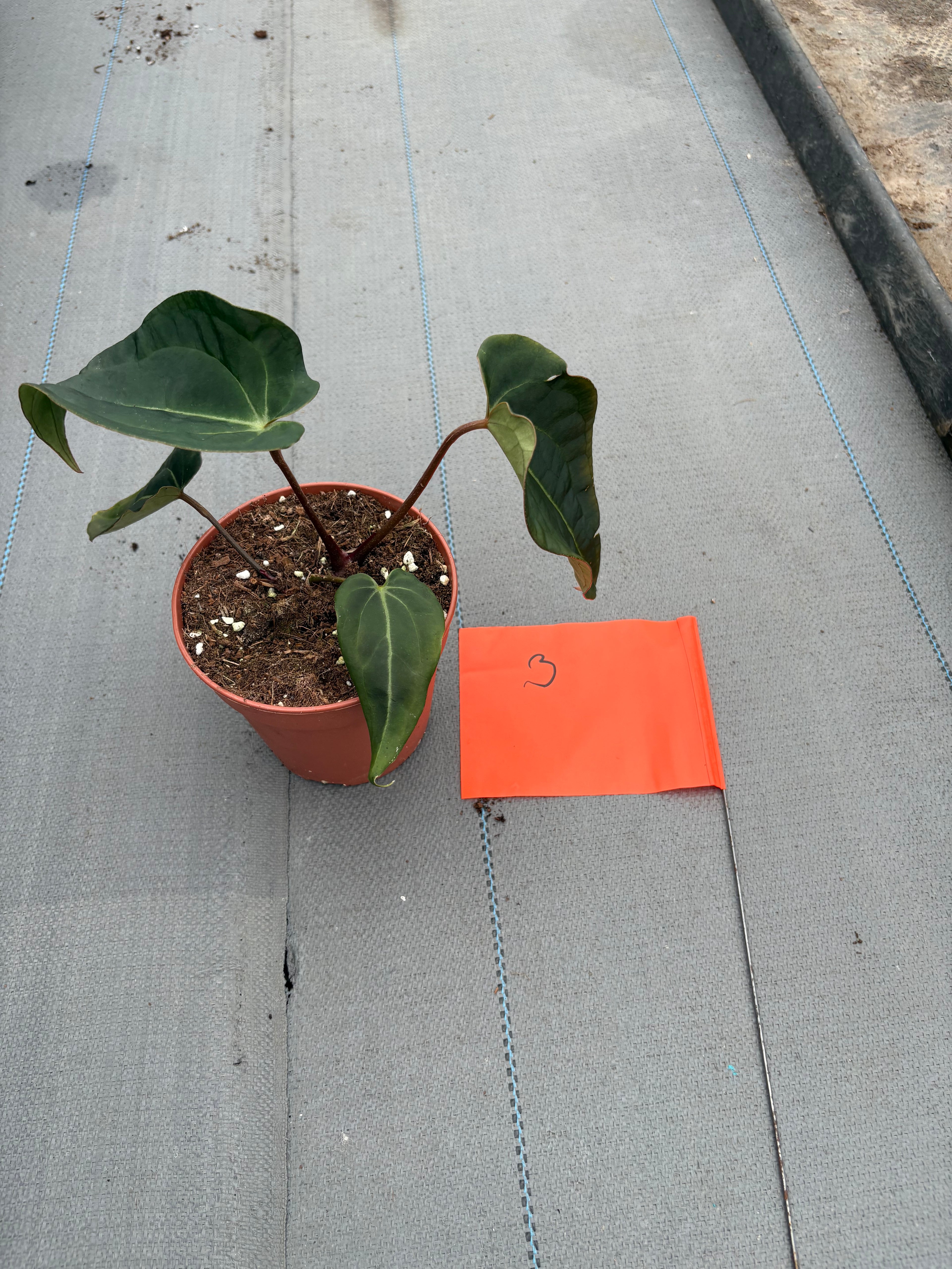 Live-Verkaufspflanze 3