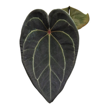 Live sale plant 103 DocBlock Anthurium Black Widow® '43' X Red Velvet Cake® '24'