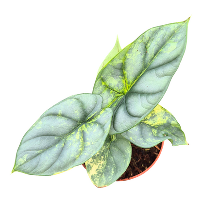 Alocasia Silver Dragon Less Variegata
