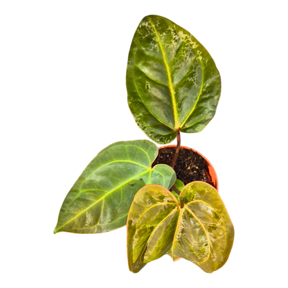 Anthurium (11 x 24) x (Carlablackii x Papililaminum Grimreaper)