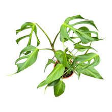 Monstera Burle Marx Flame *2