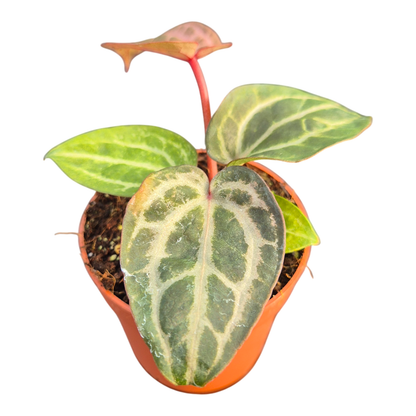 DocBlock Anthurium Tortoise Shell® Brown '34' X Tortoise Shell® Brown '34'