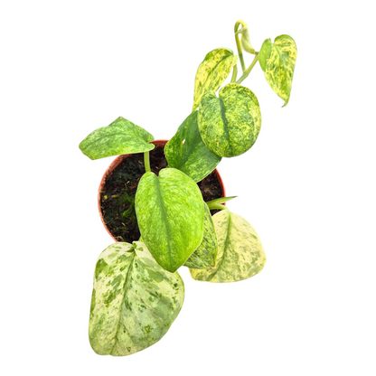 Scindapsus Peasun Variegata
