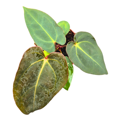 Anthurium (9 x 24) x (Carlablackii x Papillinimum Grimreaper)