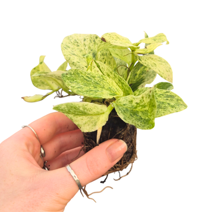 Rhaphidophora Korthalsii Variegata