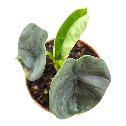 Alocasia Chaii