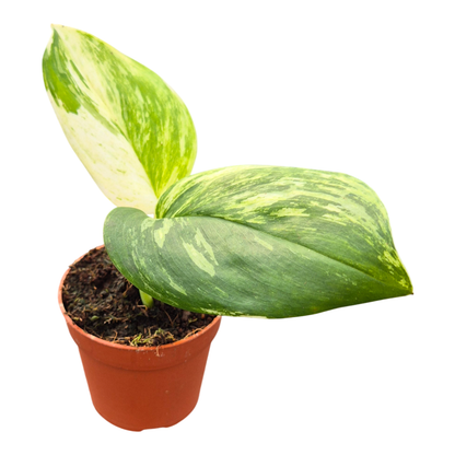 Scindapsus Moonlight Variegata White