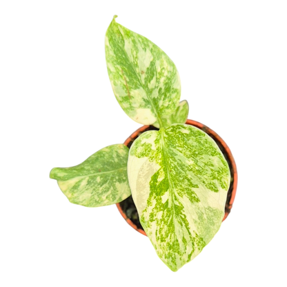 Monstera Thai Constellation Crème Brulee
