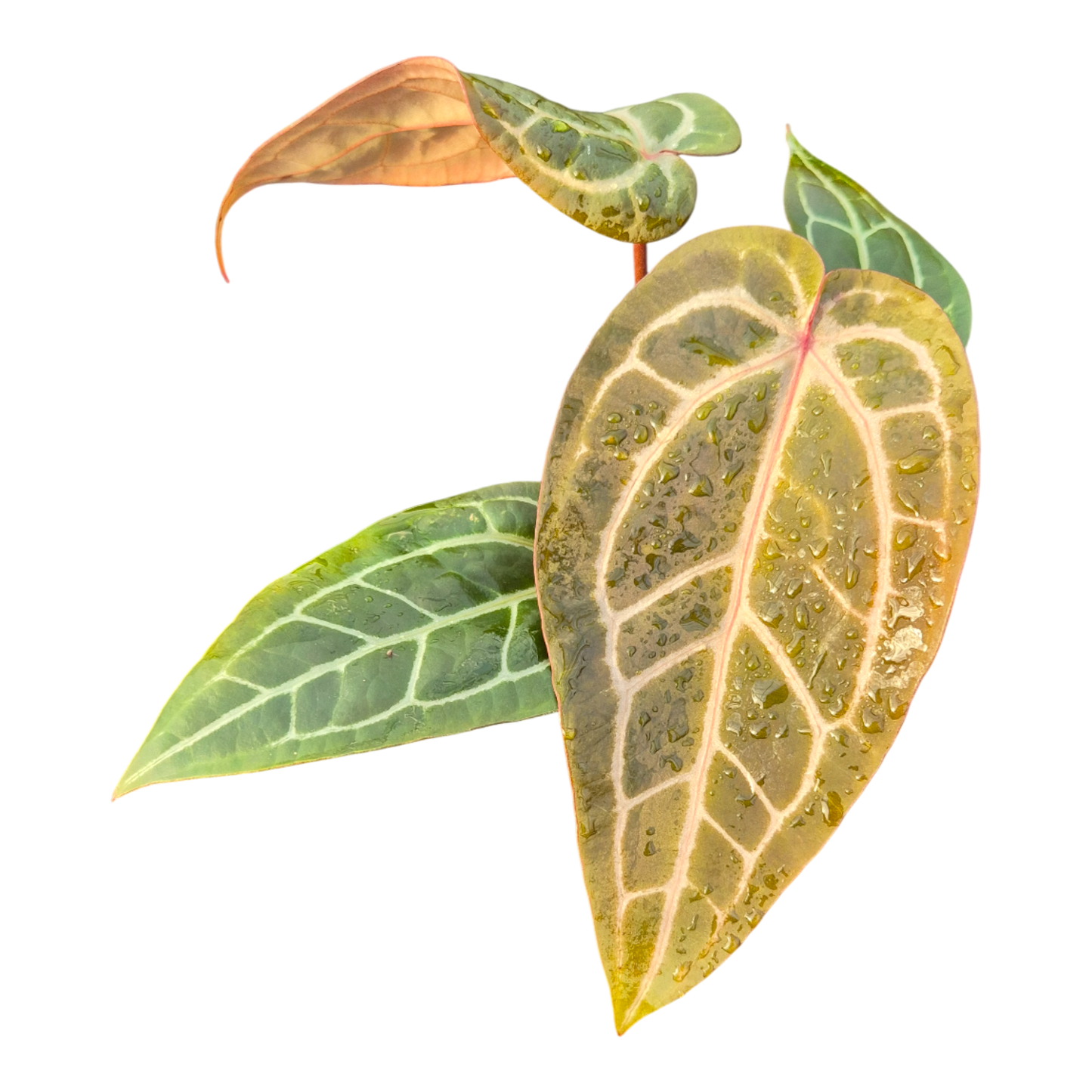 DocBlock Anthurium Red Velvet Cake® '24' X Home Sweet Home® '32'