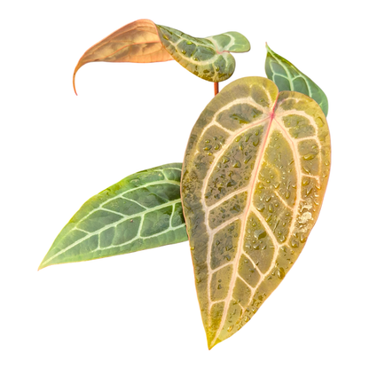 DocBlock Anthurium Red Velvet Cake® '24' X Home Sweet Home® '32'