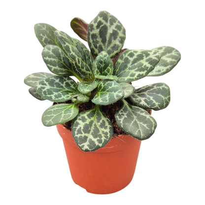 Primulina Yungfuensis