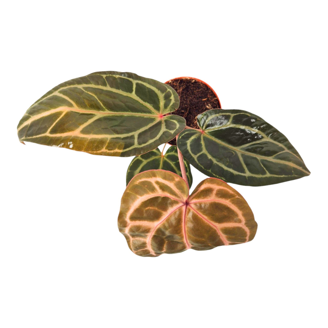 DocBlock Anthurium Crystallinum® « 8 » x Red Crystal® « 12 »