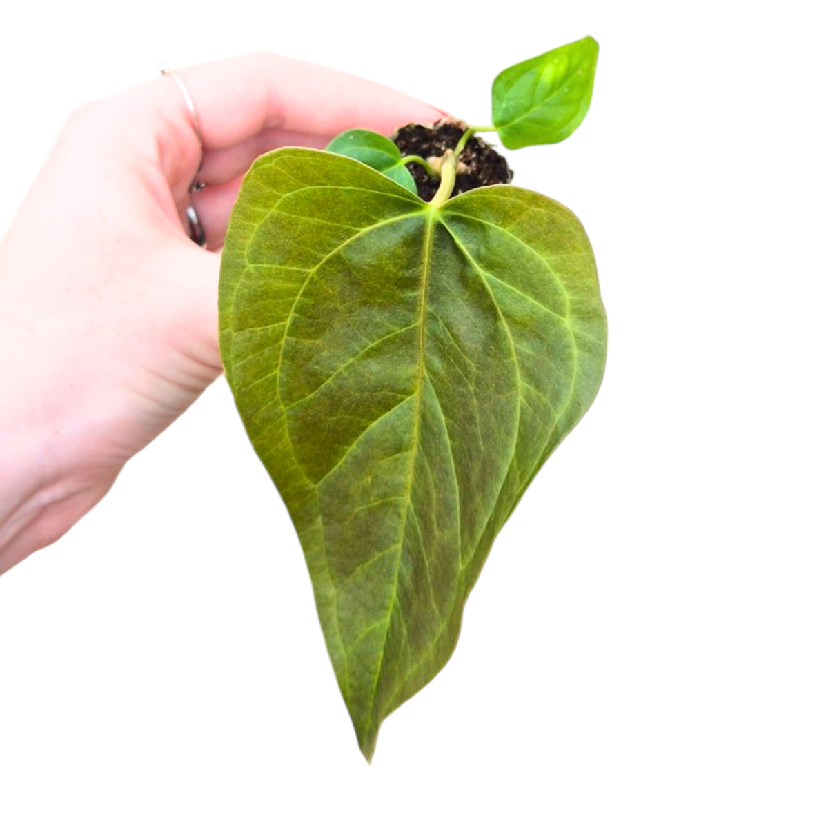Anthurium Queen of Hearts