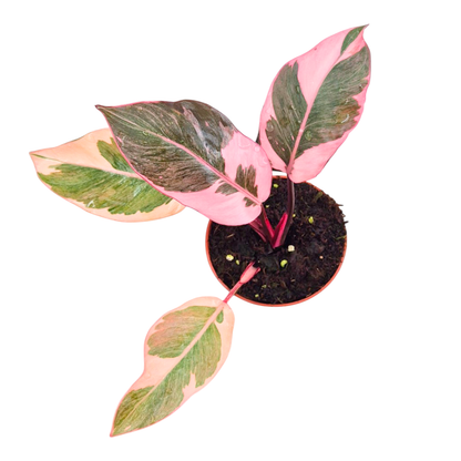 Philodendron Pink Princess Mutation