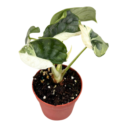Selected Alocasia Silver Dragon Variegata Albo