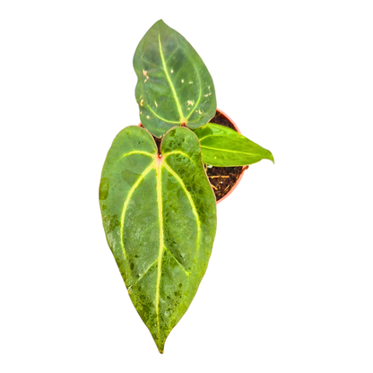 Anthurium (14 x 12) x Wildcard