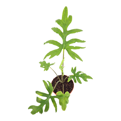 Alocasia Brancifolia