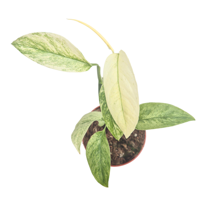 Monstera Laniata Mint