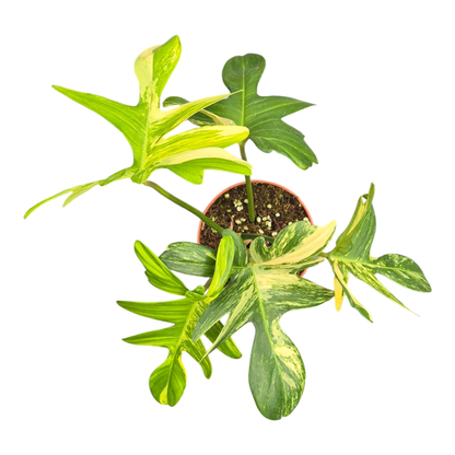 Philodendron Pedatum Variegata