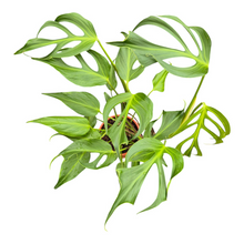 Monstera Burle Marx Flame *1